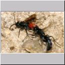 Wegwespenstreit-02 10mm schwarz oeffnet Nest - rot verschliesst es immer wieder.jpg